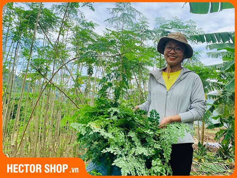 Hình Ảnh Cây Chùm Ngây: Cách Nhận Biết Và Phân Biệt Rau Ngót
