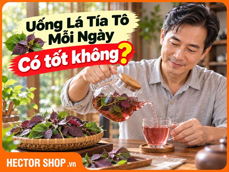 Uống Nước Lá Tía Tô Hàng Ngày Có Tốt Không? Cần Lưu Ý Gì?