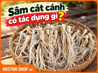 Sâm Cát Cánh Có Tác Dụng Gì? Công Dụng Và Cách Dùng
