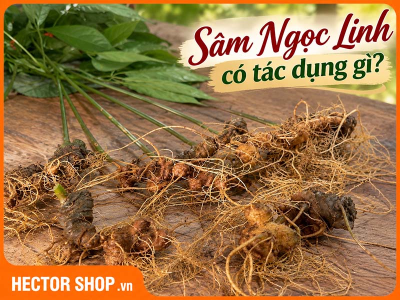 Sâm Ngọc Linh có tác dụng gì? Công dụng theo nghiên cứu
