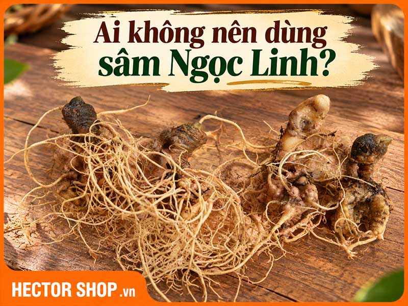 Ai không nên dùng Sâm Ngọc Linh? 6 nhóm cần thận trọng