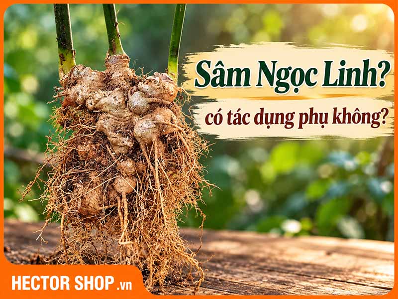 Tác dụng phụ của Sâm Ngọc Linh: Dấu hiệu và cách xử lý