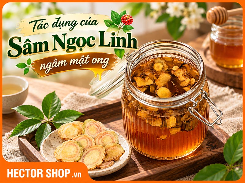Sâm Ngọc Linh ngâm mật ong có tác dụng gì? Có tốt không?